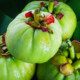 Garcinia Cambogia Extract Weight Loss