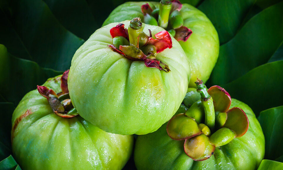 Garcinia Cambogia Extract Weight Loss