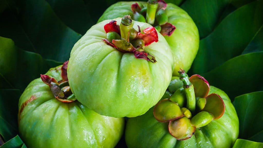 Garcinia Cambogia Extract Weight Loss