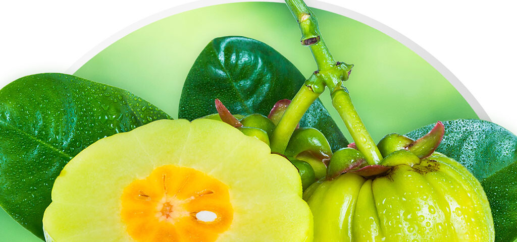 Maximizing Garcinia Cambogia Extract