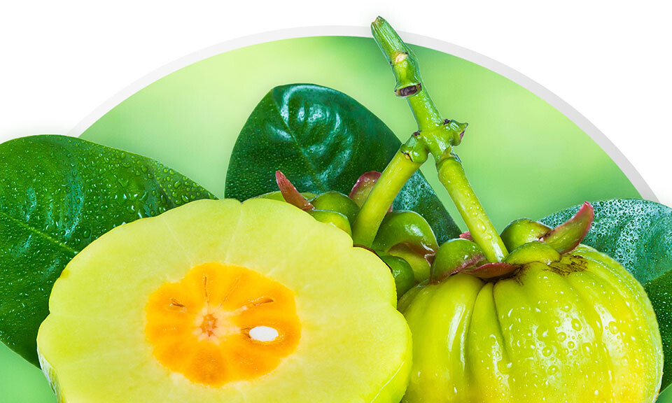 Maximizing Garcinia Cambogia Extract