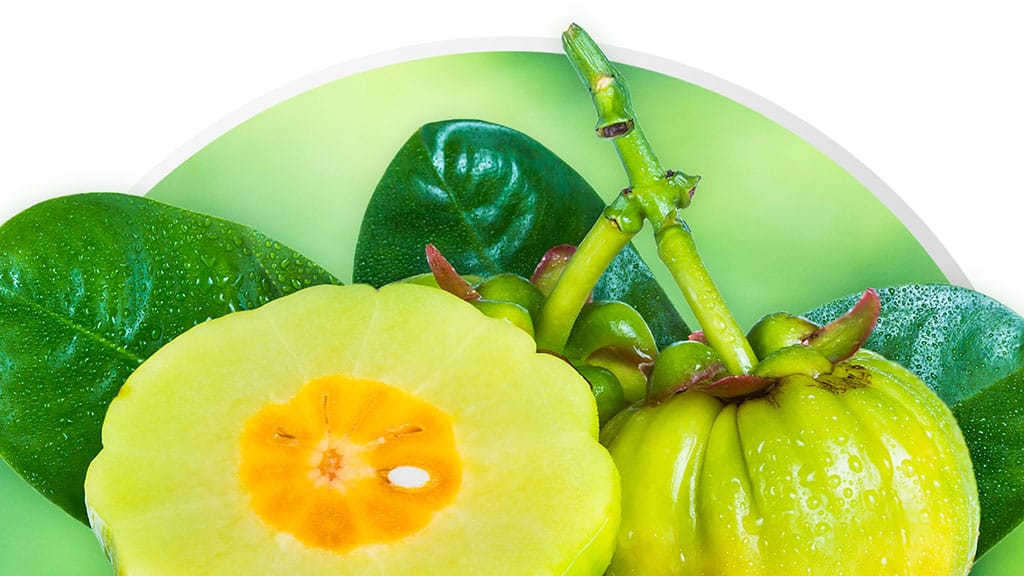 Maximizing Garcinia Cambogia Extract